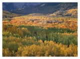Aspen Trees In Fall Colors, Gunnison National Forest, Colorado-Paper Art-18,,X14,,
