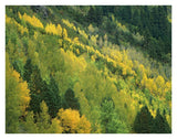 Aspen Grove In Fall Colors, Gunnison National Forest, Colorado-Paper Art-34,,X26,,