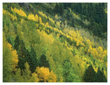 Aspen Grove In Fall Colors, Gunnison National Forest, Colorado-Paper Art-42,,X32,,