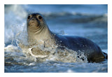 Northern Elephant Seal Female In Splashing Surf, North America-Paper Art-26,,X18,,