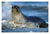 Northern Elephant Seal Female In Splashing Surf, North America-Paper Art-32,,X22,,