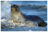 Northern Elephant Seal Female In Splashing Surf, North America-Paper Art-62,,X42,,
