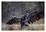 Bald Eagle Juvenile Bathing In River, British Columbia, Canada-Paper Art-32,,X22,,