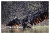 Bald Eagle Juvenile Bathing In River, British Columbia, Canada-Paper Art-38,,X26,,