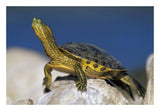 Yellow-Bellied Slider Turtle, Portrait, On Rock, North America-Paper Art-26,,X18,,