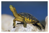 Yellow-Bellied Slider Turtle, Portrait, On Rock, North America-Paper Art-38,,X26,,