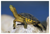 Yellow-Bellied Slider Turtle, Portrait, On Rock, North America-Paper Art-50,,X34,,