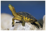 Yellow-Bellied Slider Turtle, Portrait, On Rock, North America-Paper Art-62,,X42,,