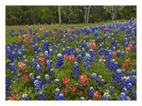 Bluebonnet And Paintbrush Meadow, Cedar Hill State Park, Texas-Paper Art-26,,X20,,