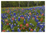 Bluebonnet And Paintbrush Meadow, Cedar Hill State Park, Texas-Paper Art-42,,X32,,