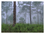 Saw Palmetto And Pine Trees In Fog, Near Estero River, Florida-Paper Art-18,,X14,,
