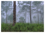 Saw Palmetto And Pine Trees In Fog, Near Estero River, Florida-Paper Art-42,,X32,,