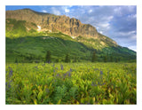 Gothic Mountain Overlooking Meadow Near Crested Butte, Colorado-Paper Art-26,,X20,,