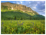 Gothic Mountain Overlooking Meadow Near Crested Butte, Colorado-Paper Art-50,,X38,,