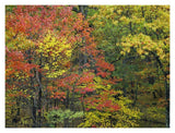 Fall Foliage At Fishers Gap, Shenandoah National Park, Virginia-Paper Art-18,,X14,,