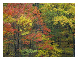 Fall Foliage At Fishers Gap, Shenandoah National Park, Virginia-Paper Art-26,,X20,,