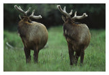Elk Pair Looking Behind Them, Redwood National Park, California-Paper Art-32,,X22,,