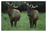 Elk Pair Looking Behind Them, Redwood National Park, California-Paper Art-38,,X26,,