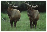 Elk Pair Looking Behind Them, Redwood National Park, California-Paper Art-62,,X42,,