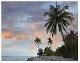Coconut Palm Trees, Pamilacan Island, Bohol Island, Philippines-Paper Art-50,,X38,,