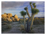 Joshua Tree And Boulders, Joshua Tree National Park, California-Paper Art-34,,X26,,