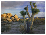 Joshua Tree And Boulders, Joshua Tree National Park, California-Paper Art-50,,X38,,