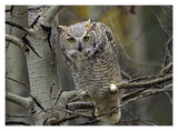 Great Horned Owl Pale Form, Kootenays, British Columbia, Canada-Paper Art-18,,X14,,