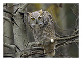 Great Horned Owl Pale Form, Kootenays, British Columbia, Canada-Paper Art-26,,X20,,