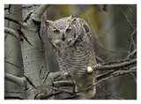 Great Horned Owl Pale Form, Kootenays, British Columbia, Canada-Paper Art-34,,X26,,
