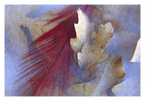 Northern Cardinal Feather And Oak Leaves Frozen In Ice, Arizona-Paper Art-32,,X22,,