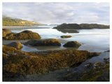 Seaweed Covered Rocks Exposed At Low Tide, Neptune Beach, Oregon-Paper Art-50,,X38,,