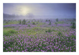 Sand Verbena Flower Field At Sunrise In Fog, Hill Country, Texas-Paper Art-26,,X18,,