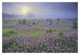 Sand Verbena Flower Field At Sunrise In Fog, Hill Country, Texas-Paper Art-38,,X26,,