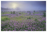 Sand Verbena Flower Field At Sunrise In Fog, Hill Country, Texas-Paper Art-50,,X34,,