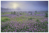 Sand Verbena Flower Field At Sunrise In Fog, Hill Country, Texas-Paper Art-62,,X42,,