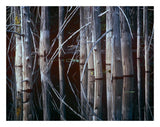 Western Red Cedar Trees, Oliphant Lake, British Columbia, Canada-Paper Art-26,,X20,,