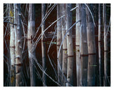 Western Red Cedar Trees, Oliphant Lake, British Columbia, Canada-Paper Art-34,,X26,,