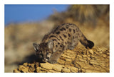 Mountain Lion Or Cougar Kitten With Speckled Coat, North America-Paper Art-26,,X18,,