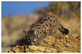 Mountain Lion Or Cougar Kitten With Speckled Coat, North America-Paper Art-62,,X42,,