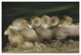 Bighorn Sheep Herd Running, Banff National Park, Alberta, Canada-Paper Art-50,,X34,,
