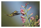 Broad-Tailed Hummingbird Juvenile Feeding On Flowers, New Mexico-Paper Art-32,,X22,,