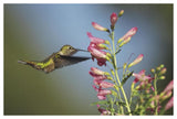 Broad-Tailed Hummingbird Juvenile Feeding On Flowers, New Mexico-Paper Art-50,,X34,,