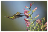 Broad-Tailed Hummingbird Juvenile Feeding On Flowers, New Mexico-Paper Art-62,,X42,,
