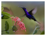 Violet Sabre-Wing Male Hummingbird Feeding At Flower, Costa Rica-Paper Art-18,,X14,,