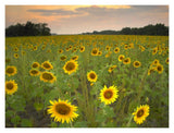 Field Of Sunflowers, Flint Hills National Wildlife Refuge, Kansas-Paper Art-18,,X14,,
