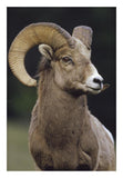 Bighorn Sheep Male Portrait, Banff National Park, Alberta, Canada-Paper Art-18,,X26,,
