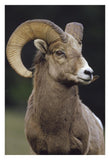 Bighorn Sheep Male Portrait, Banff National Park, Alberta, Canada-Paper Art-22,,X32,,