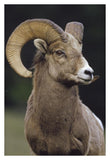 Bighorn Sheep Male Portrait, Banff National Park, Alberta, Canada-Paper Art-26,,X38,,