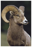 Bighorn Sheep Male Portrait, Banff National Park, Alberta, Canada-Paper Art-42,,X62,,