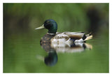 Mallard Male Portrait, Vancouver Island, British Columbia, Canada-Paper Art-20,,X14,,